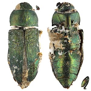 Melobasis sp. Broad green, PL5858, male, dead non-emerged adult, from dead Correa glabra var. turnbullii (PJL 3713 adj.) stem, SL
